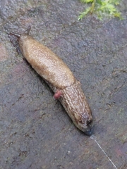 Prophysaon foliolatum