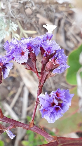 Limonium macrophyllum, photograph 5