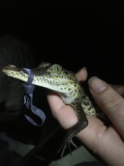 Crocodylus moreletii