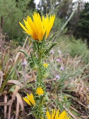 Scolymus grandiflorus