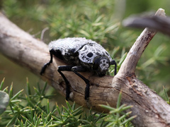 Capnodis cariosa