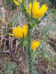 Scolymus grandiflorus