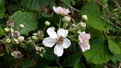 Rubus bollei image