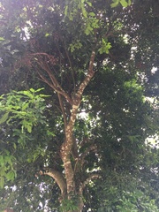 Genipa