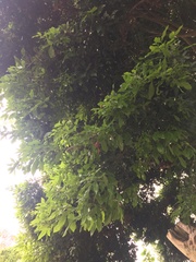 Genipa