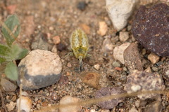 Eustenopus lanuginosus