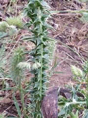 Scolymus grandiflorus
