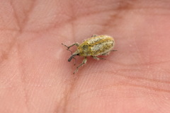 Eustenopus lanuginosus