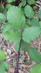 Image of Rubus bollei