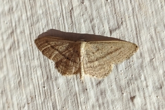Idaea mediaria