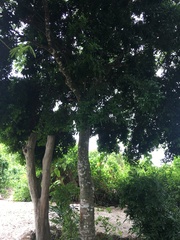 Genipa