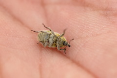 Eustenopus lanuginosus