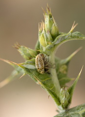 Eustenopus lanuginosus