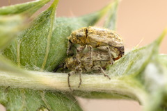 Eustenopus lanuginosus