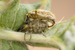 Eustenopus lanuginosus