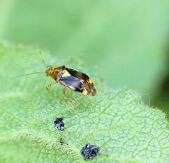 Liocoris