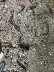 Dasyprocta fuliginosa