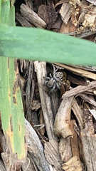 Habronattus coecatus