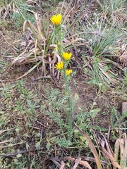 Scolymus grandiflorus