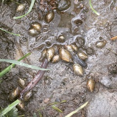 Oxyloma retusum