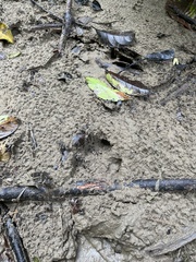 Tapirus terrestris