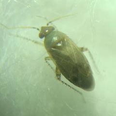 Psallus