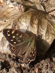 Pararge aegeria