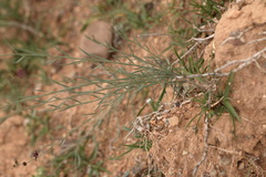 Linaria popovii