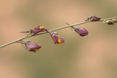 Linaria popovii