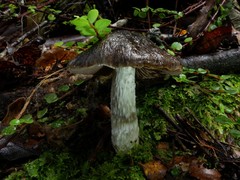 Cortinarius cuphomorphus