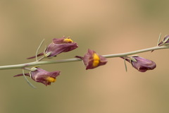 Linaria popovii