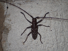 Monochamus