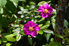 Rosa nitida