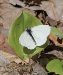 Pieris oleracea
