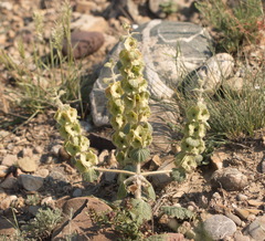 Phlomoides isochila