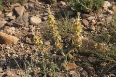 Phlomoides isochila