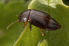 Olophrum obtectum