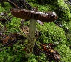 Cortinarius cuphomorphus
