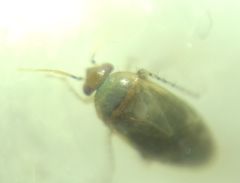 Psallus