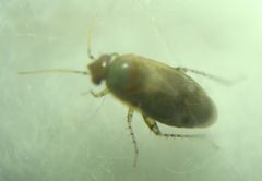 Psallus