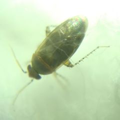 Psallus