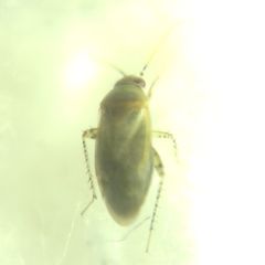 Psallus