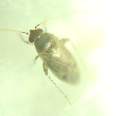Psallus