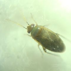 Psallus