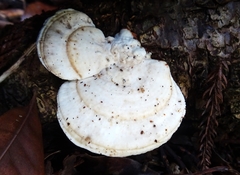 Trametes warnieri