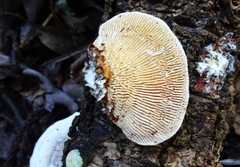 Trametes warnieri