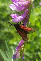 Zygaena nevadensis