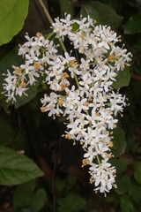 Ligustrum