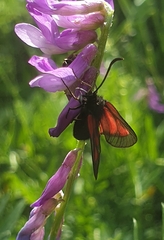 Zygaena nevadensis