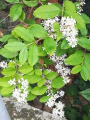 Ligustrum